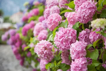 Gordijnen  Pink, blue hydrangea flowers are blooming in spring and summer at sunset in town garden. © Marina April
