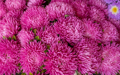 beautiful multicolored flowers of asters grown in the summer garden.