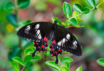 Black butterfly Pachliopta hector or Crimson Rose on green background © Dmitrii