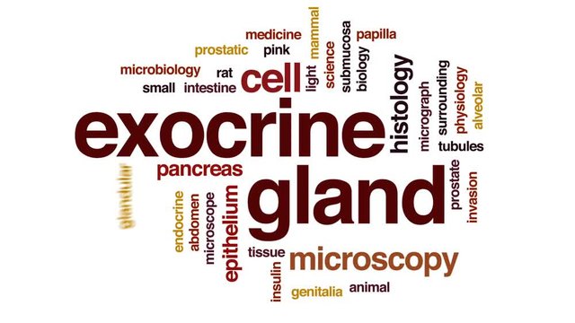 Exocrine gland animated word cloud, text design animation.