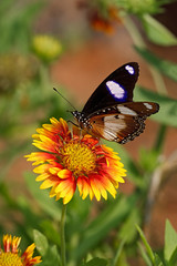 Danaid Eggfly butterfly on a Firewheel flower