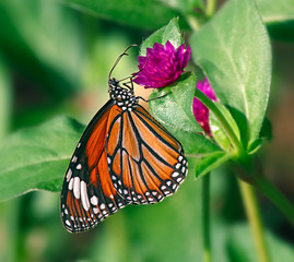 Danaus genutia or tiger butterfly on a purple flower