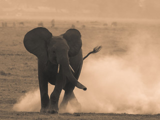 Elefant in Sepia