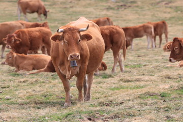 Herd of red Cow in a Pyrenean pasture, Occitanie in south of France
