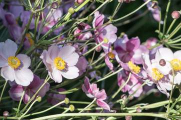 Pink Anemones Blooming in Garden During Summer in Piechowice, Poland