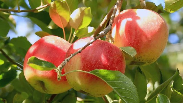 Farmer picking apple from the tree.