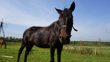 Horse on a farm