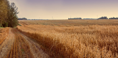 Autumn field after harvest. Beautiful sunset sky. Rural landscape