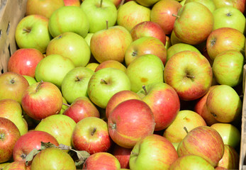 Cox's apples
