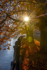 Autumn. Fall scene. Beautiful autumnal park. Autumn trees and leaves, river embankment in sunlight rays.