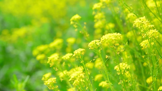 flowers of yellow rapeseed closeup