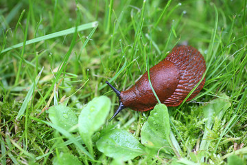 slug on grass