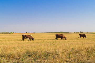 Three brown cows graze on dried pasture
