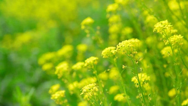 flowers of yellow rapeseed closeup in field