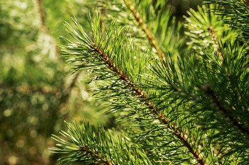 Closeup of the needles of the pine