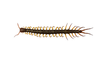 Centipede isolated on white background. (with clipping path)