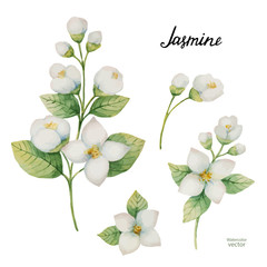 Watercolor vector set of flowers and branches Jasmine isolated on a white background. - obrazy, fototapety, plakaty