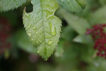 raindrops on leaves