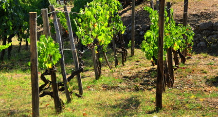 Abgestützte Rebstöcke auf einem Weinberg im Chianti