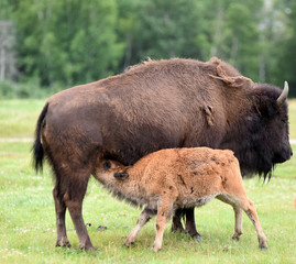 Fototapeta premium BISON - CANADA