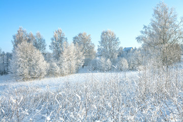 rural winter snowy landscape with forest,field,village and blue sky.