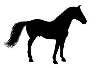 Silhouette of a standing horse
