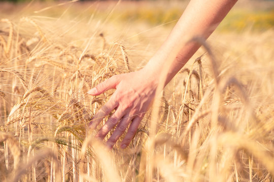 Photo of man's hand with rye spikelets