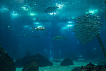 Fototapeta na wymiar Fishes inside Blue Aquarium Tank