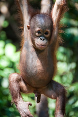 Orang-Utan