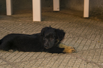 Little black puppy laying and sleeping