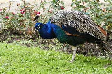 Obraz premium proud peacock in a chateau garden
