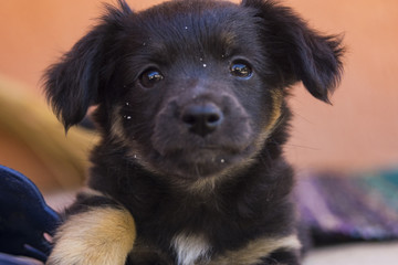 Curious looking black little puppy portrait