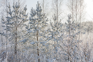 winter rural landscape with forest and sun