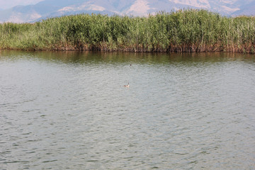 Plants at Prespes Lake Florina northern Greece