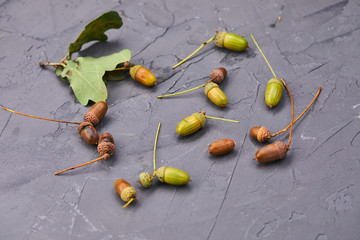 autumn acorns