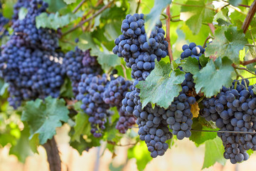 Bunch of blue grapes in the vineyard