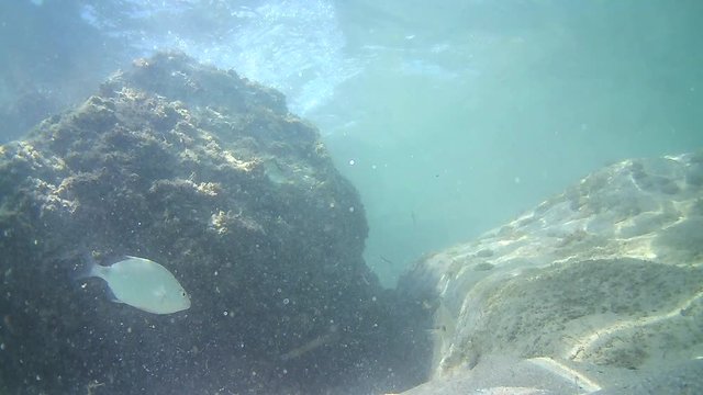 The bottom of the sea with the fish Oblada melanura,Mediterranean Sea