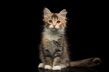 Three colored Tabby Siberian kitten sitting and looking at camera on isolated black background, front view