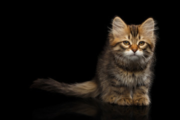 Tabby Siberian kitten sitting and sad looking at camera on isolated black background, front view
