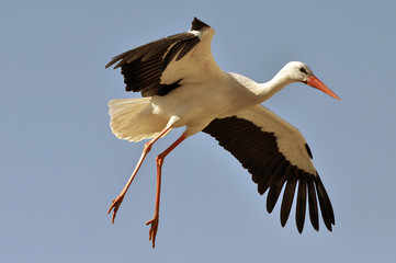 Storch im Abendlicht