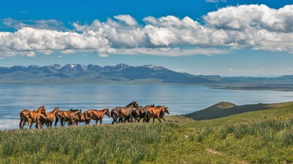 Horses over lake SongKol in Kyrgyzstan - obrazy, fototapety, plakaty