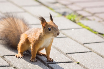 squirrel on a branch