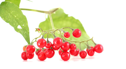 red currant in a garden.