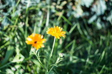 Yellow Flowers During Summer in Piechowice, Poland