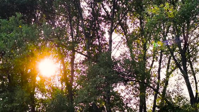Orange sunset visible throught the green trees. Taken on summer in a windy day, steady footage. 