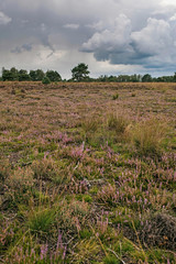 Obraz premium Blooming moorland under dark stormy sky.