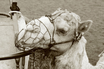 camel lanzarote