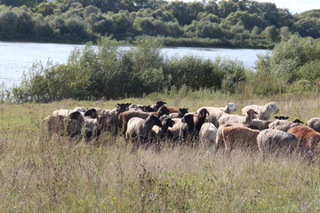 sheep, animal, grass, field, nature, wildlife,mammal,meadow, farm,