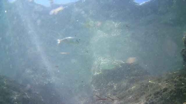 The bottom of the sea with the fish Oblada melanura,Mediterranean Sea