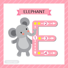 Letter E uppercase cute children colorful zoo and animals ABC alphabet tracing flashcard of Elephant standing on two legs for kids learning English vocabulary and handwriting vector illustration.